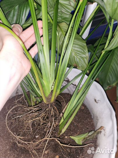 Спатифиллум крупнолистный