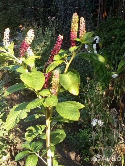 Лаконос или фитолакка