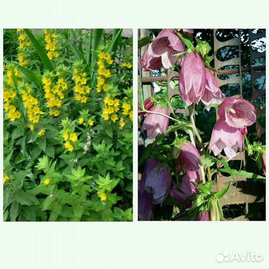 Цветы для сада/дачи