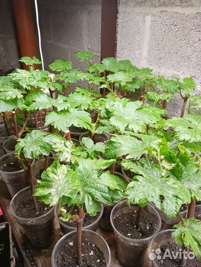 Саженцы винограда