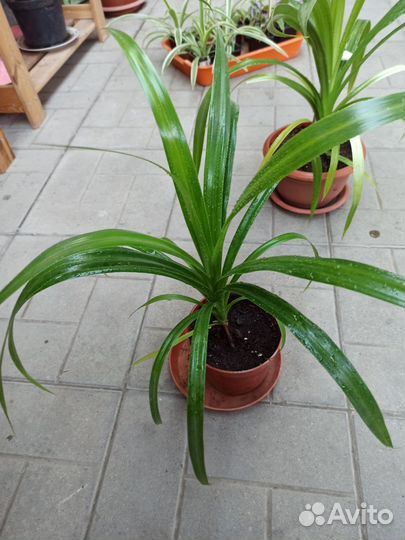 Комнатные цветы панданус