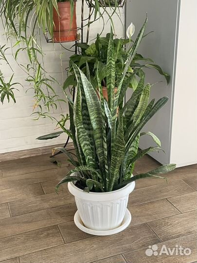 Комнатные цветы