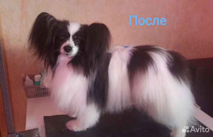 Груминг собак