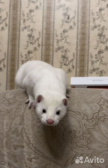 Белая норка