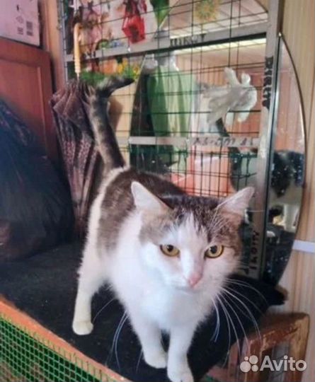 Кошечка в добрые руки