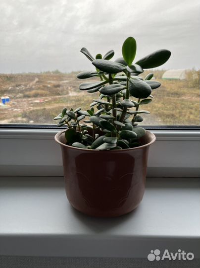 Толстянка или денежное дерево