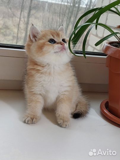 Котёнок