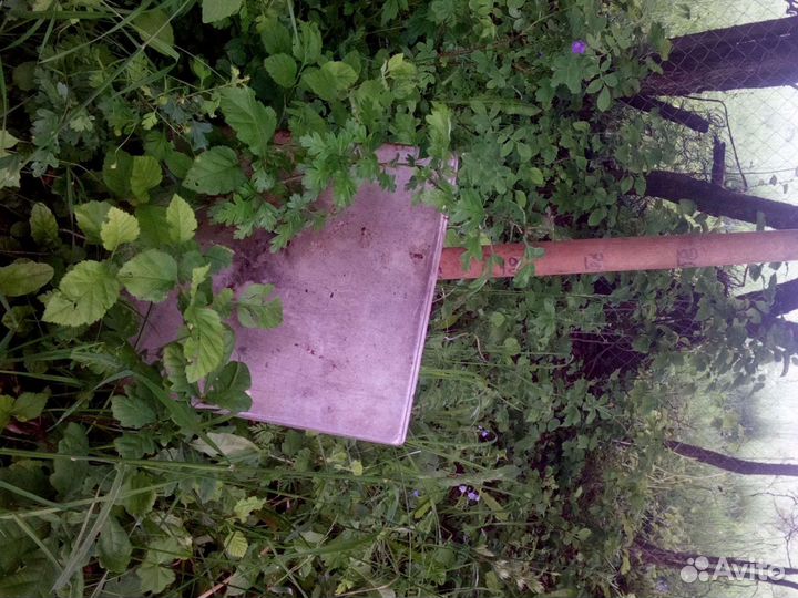 Саженцы боярышника и ягоды. Живая изгородь