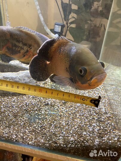 Аквариум 200л + Астронотусы