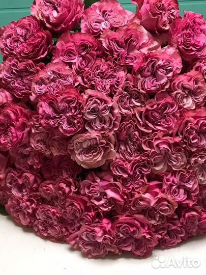 Букет из эквадорской розы