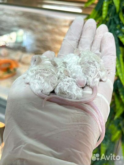 Сатиновые тексельные мышки