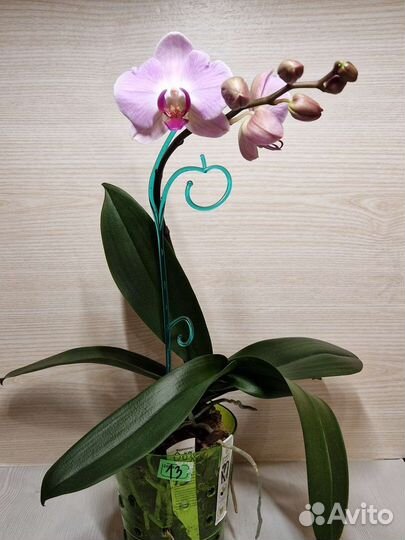 Орхидея фаленопсис