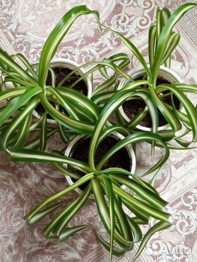 Хлорофитум кудрявый