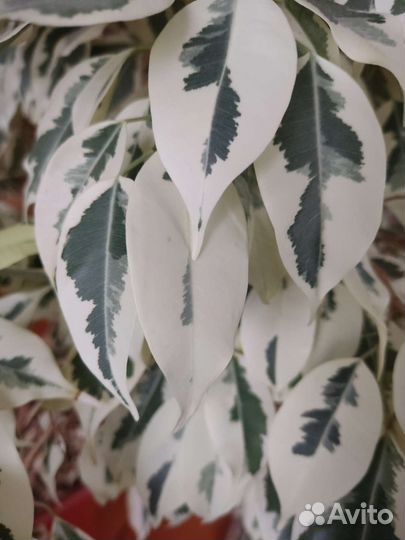 Фикус Де Гантель и Твилайт