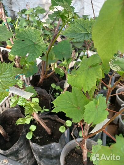 Саженцы винограда