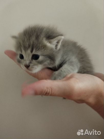 Котенок девочка в добрые руки