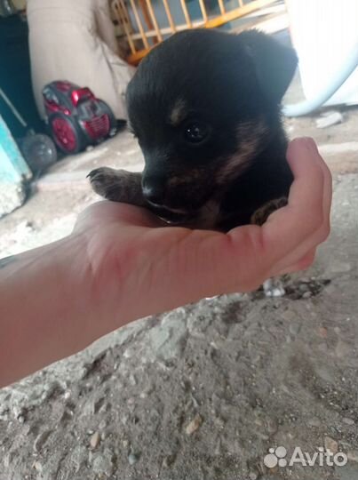 Собака в добрые руки щенок