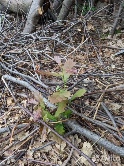 Рассада дуб