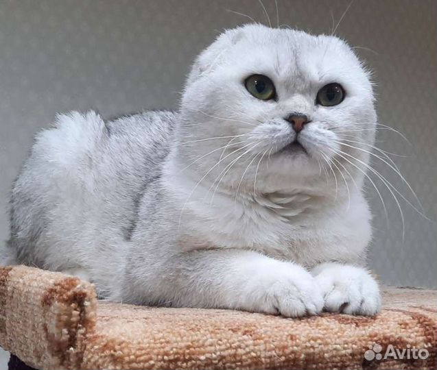 Шотландский вислоухий кот вязка