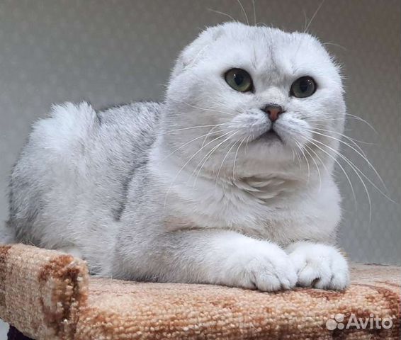 Шотландский вислоухий кот вязка