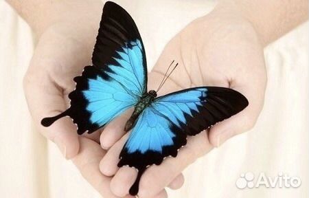Живые бабочки и Фермы бабочек Ростов