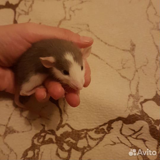 Крыски Дамбо