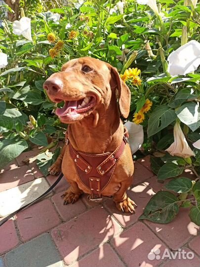 Такса Вязка кобель