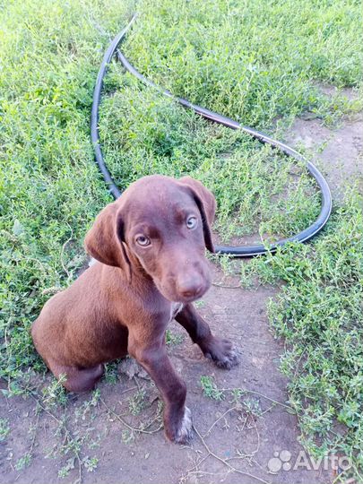 Щенки курцхаара