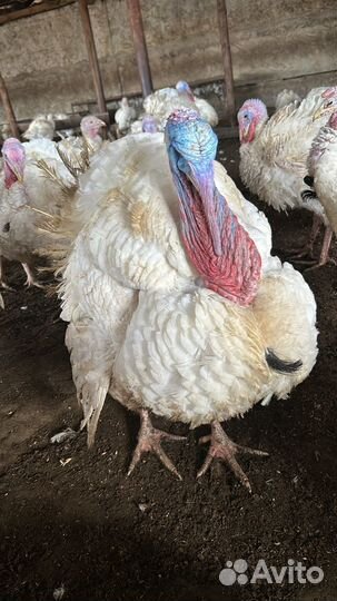 Индюки домашние мясо