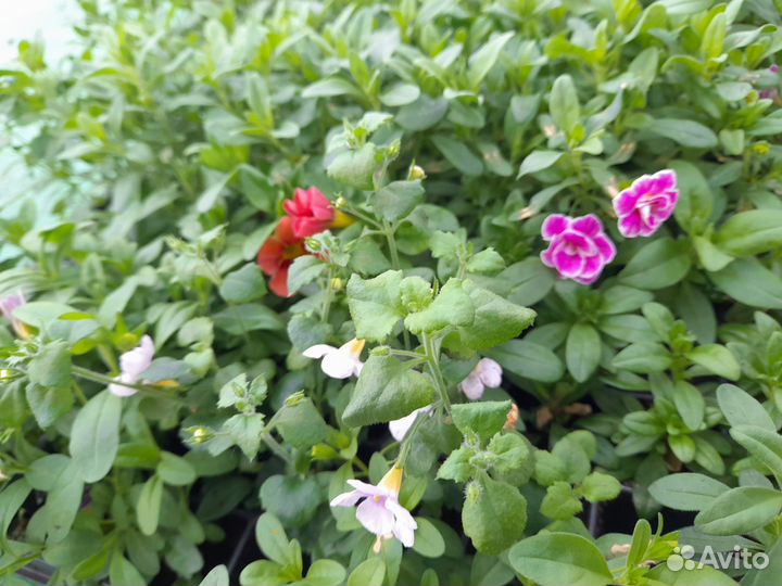 Черенки калибрахоа