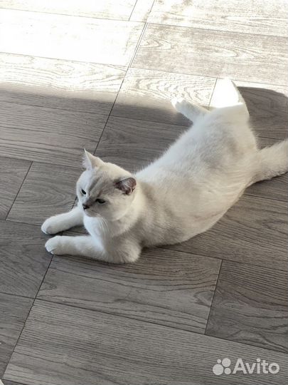 Кот шотландец ищет кошечку