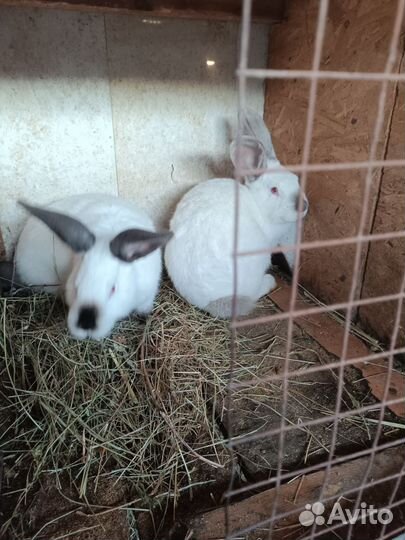 Кролики-10шт