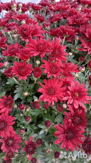 Хризантемы мультифлора в горшках 5 л