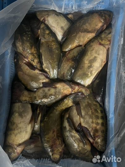 Линь мороженый