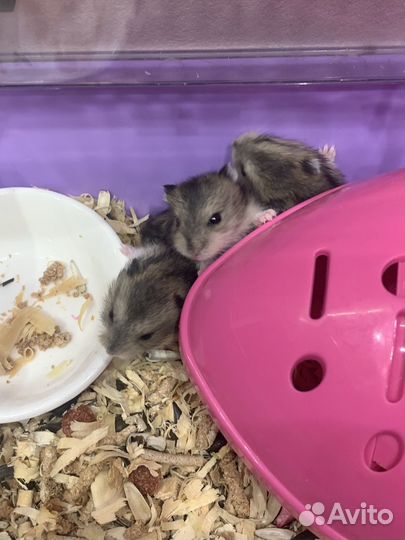 Джунгарский хомяк