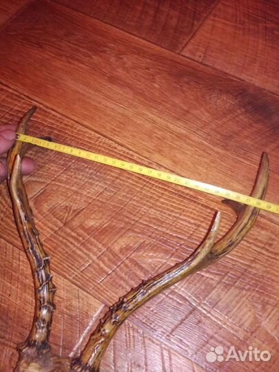 Рога косули