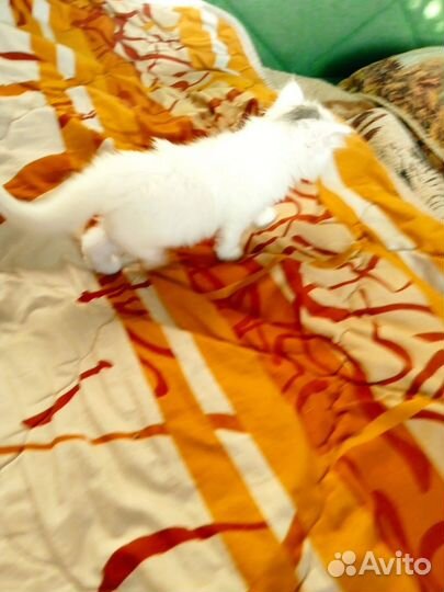 Котята турецкой ангоры