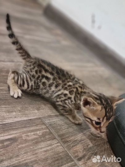 Бенгальская