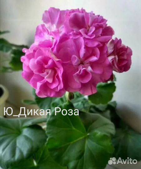 Пеларгония герань