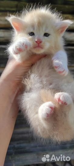 Котята мейн-кун