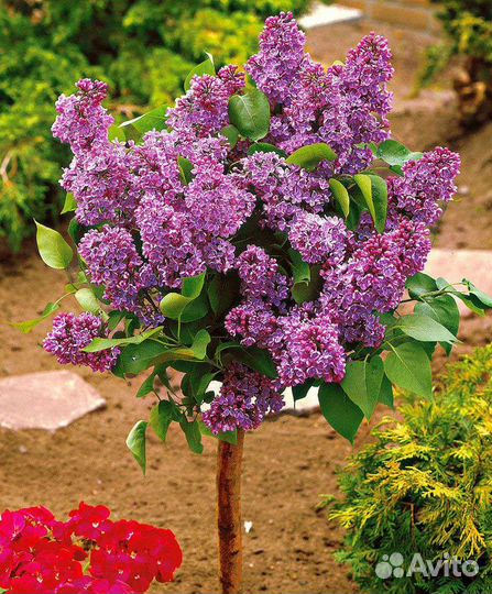 Сирень штамбовая не кронированная 1,3 высотой