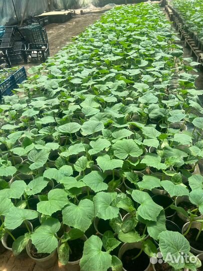 Рассада огурцов