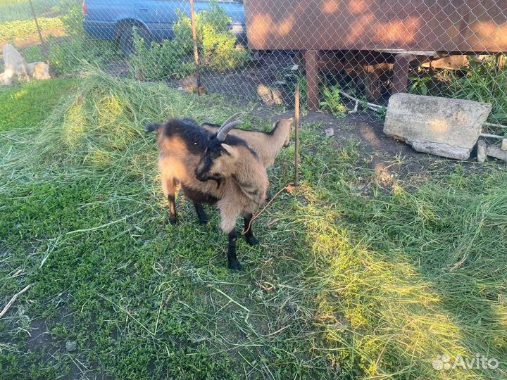 Продаются козы