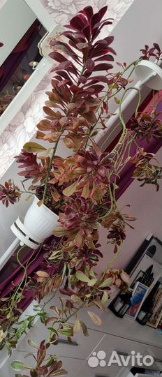 Синадениум Рубра 