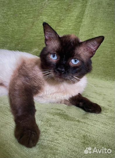 Огромный парень ищет семью