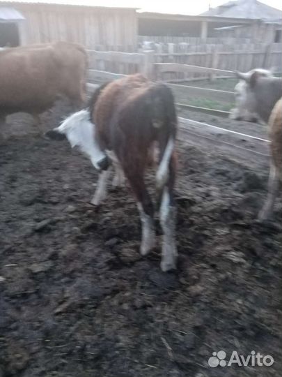 Тёлочка годовалая