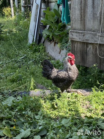 Петух породы Плимутрок