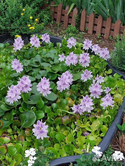 Водяной гиацинт