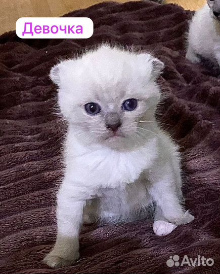 Кошки и котята