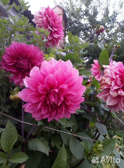 Георгины клубни